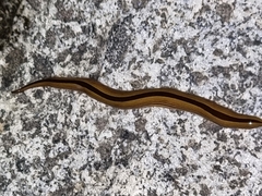 Australopacifica regina