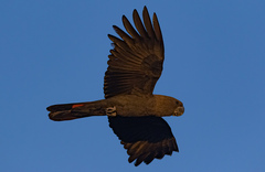 Calyptorhynchus lathami