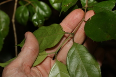 Levieria acuminata