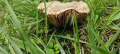 Agaricaceae