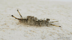 Dasychira meridionalis