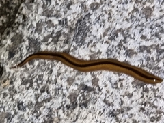 Australopacifica regina