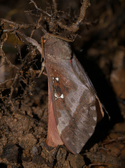 Hepialidae