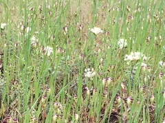 Pimelea humilis