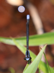 Pseudagrion kersteni