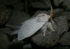 Trichiocercus sparshalli