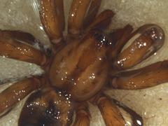 Gradungula sorenseni