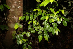 Levieria acuminata
