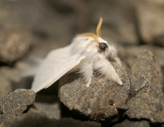 Trichiocercus sparshalli