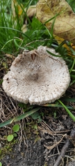 Agaricaceae