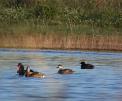 Heteronetta atricapilla