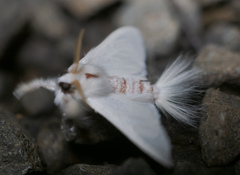 Trichiocercus sparshalli