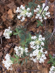 Pimelea humilis