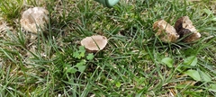 Agaricaceae