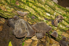 Auricularia cornea