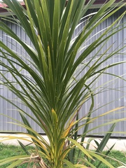 Cordyline australis