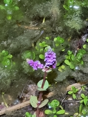 Rotala rotundifolia