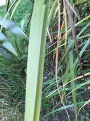 Cordyline australis