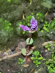 Rotala rotundifolia