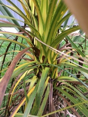 Cordyline australis