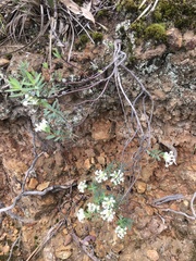 Pimelea humilis