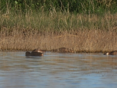 Heteronetta atricapilla