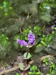 Rotala rotundifolia