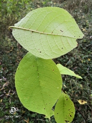 Prunus padus