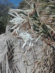 Pancratium