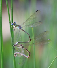 Lestes virgatus
