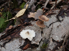 Lentinus brumalis