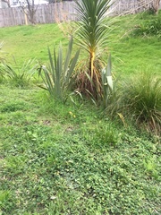 Cordyline australis