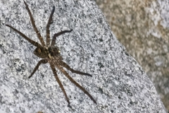 Heteropoda jugulans