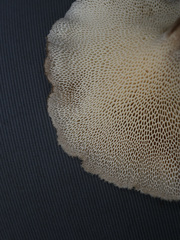 Lentinus brumalis