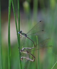 Lestes virgatus