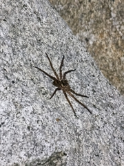 Heteropoda jugulans