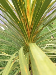 Cordyline australis