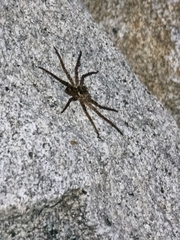 Heteropoda jugulans