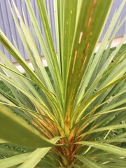 Cordyline australis