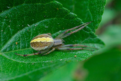 Neoscona theisi