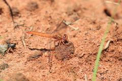 Crocothemis sanguinolenta