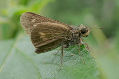 Parnara amalia
