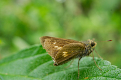 Parnara amalia