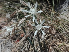 Pancratium