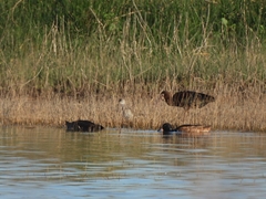 Heteronetta atricapilla