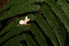 Pteris pacifica