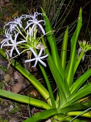 Crinum pedunculatum