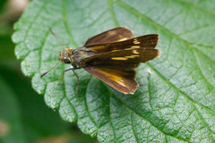 Parnara amalia