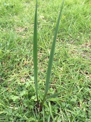 Crocosmia × crocosmiiflora