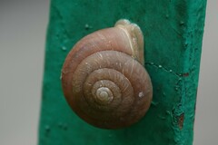 Quantula striata
